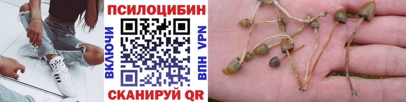 Купить  Андреаполь  Галлюциногенные грибы MAGIC MUSHROOMS 